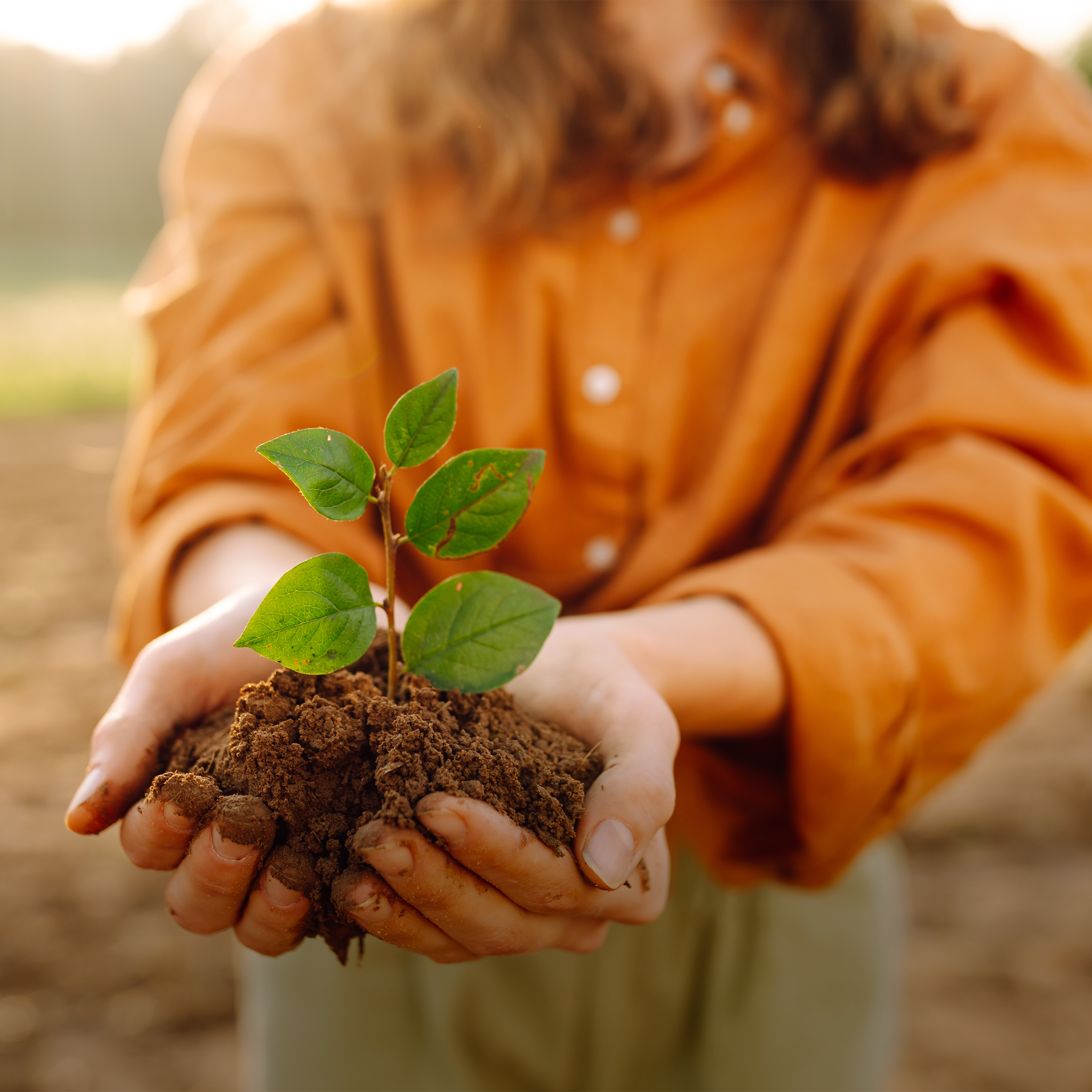Eine weibliche Person in einem orangen Pullover, deren Gesicht nicht sichtbar ist, hält ein Häufchen Erde in den Händen. Aus der Erde gedeiht eine kleine grüne Pflanze.
